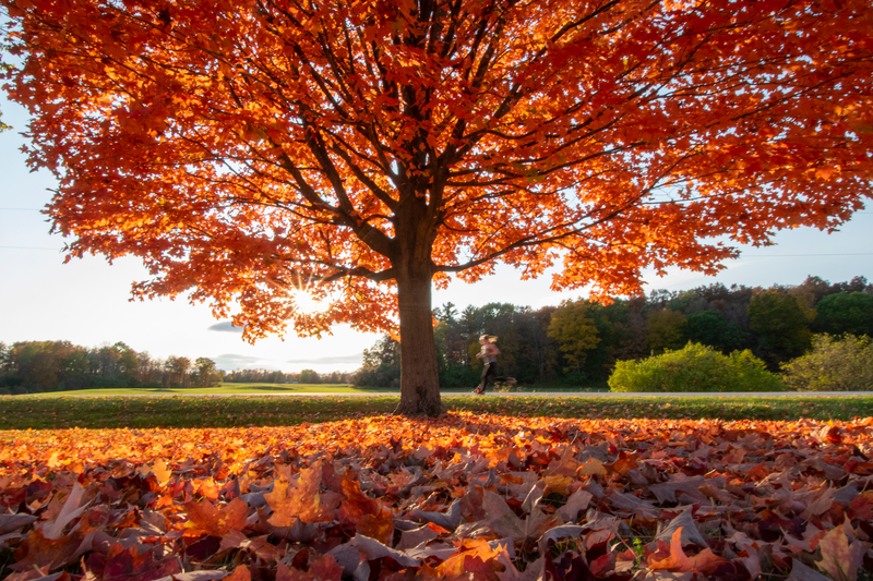 Top 5 Must-Try Fall Cake Flavors: Featuring the Seasonal Autumn Cake